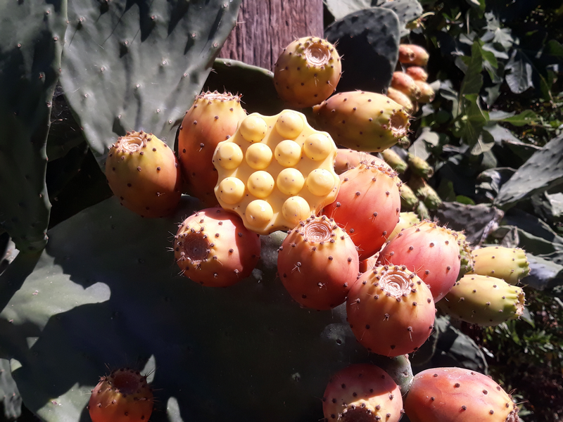 SOAP WITH OLIVE OIL AND PRICKLY PEAR SEED OIL