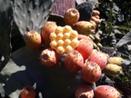 SOAP WITH OLIVE OIL AND PRICKLY PEAR SEED OIL